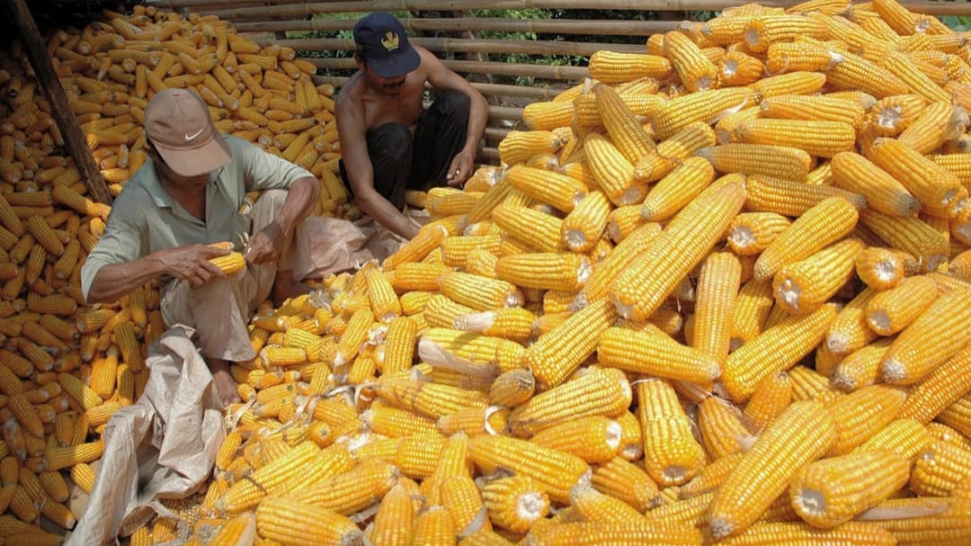 Jagung