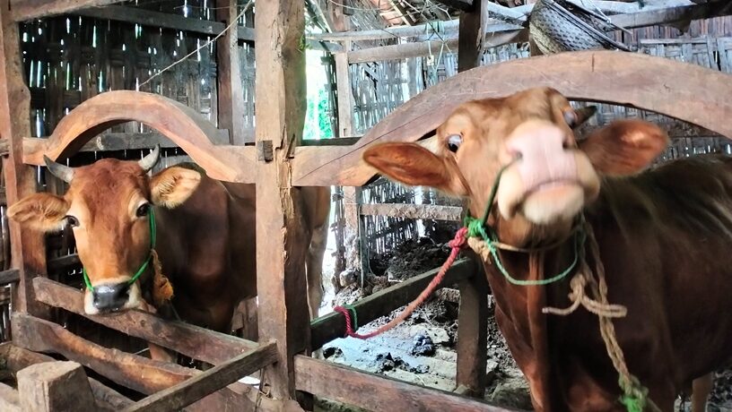 sapi PMK Pamekasan