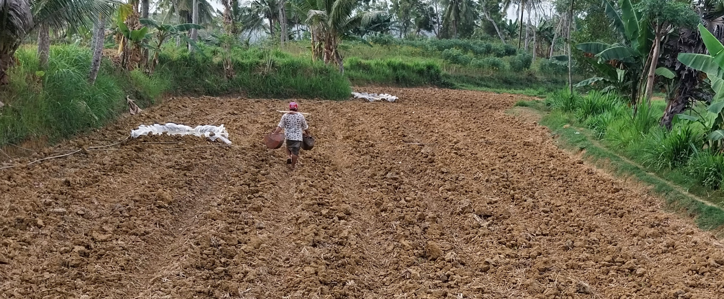 (KM/KHOYRUL UMAM SYARIF) DISUBSIDI: Pemkab Pamekasan proyeksikan bantuan pupuk nonsubsidi untuk poktan tembakau.