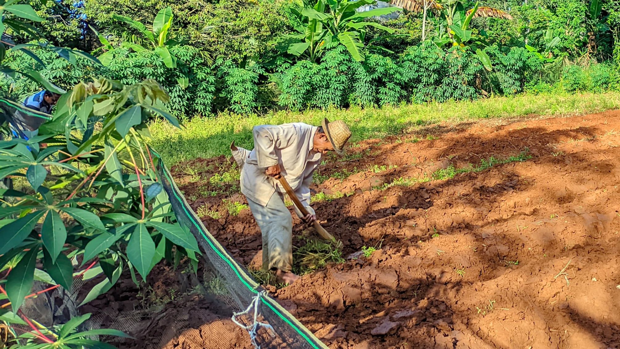 Petani Oke