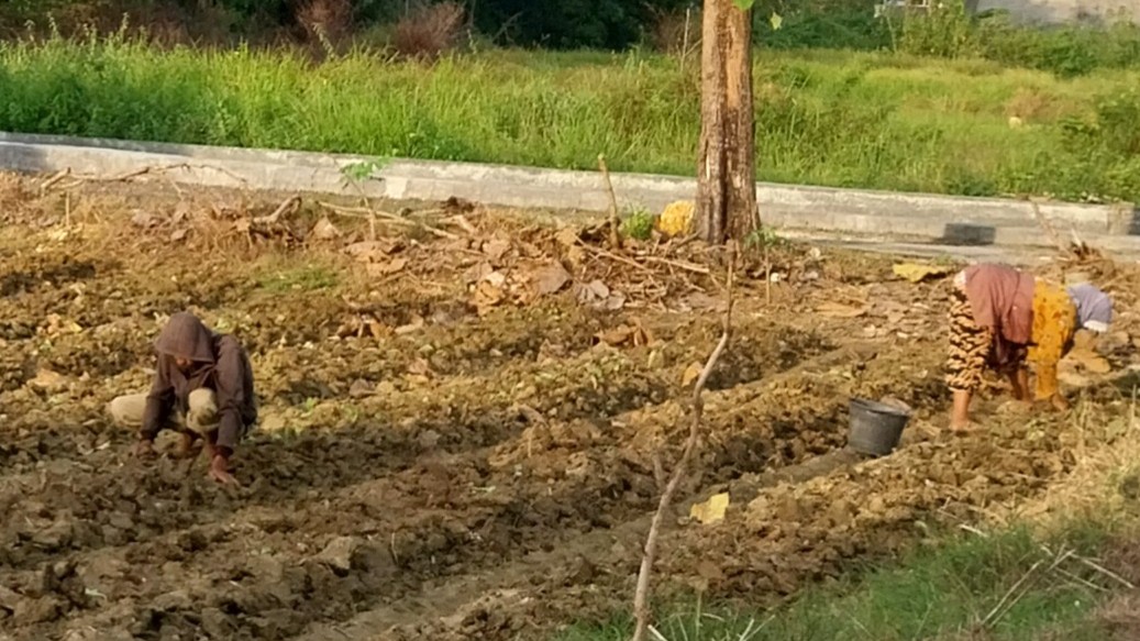 Lahan tembakau