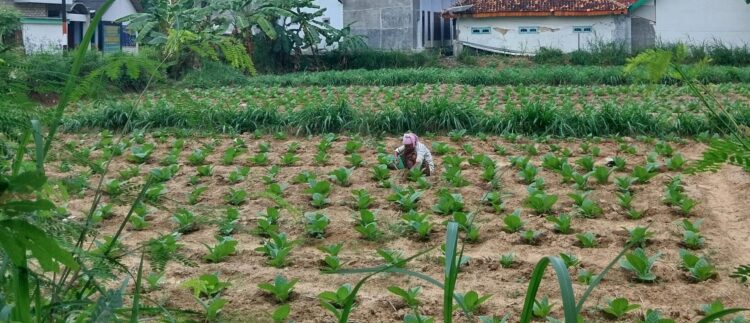 JANJI MANIS: Pemkab Pamekasan bertekat akan jaga stabilitas harga di musim panen tembakau 2025.(Khoyrul Umam Syarif/Kabar Madura)