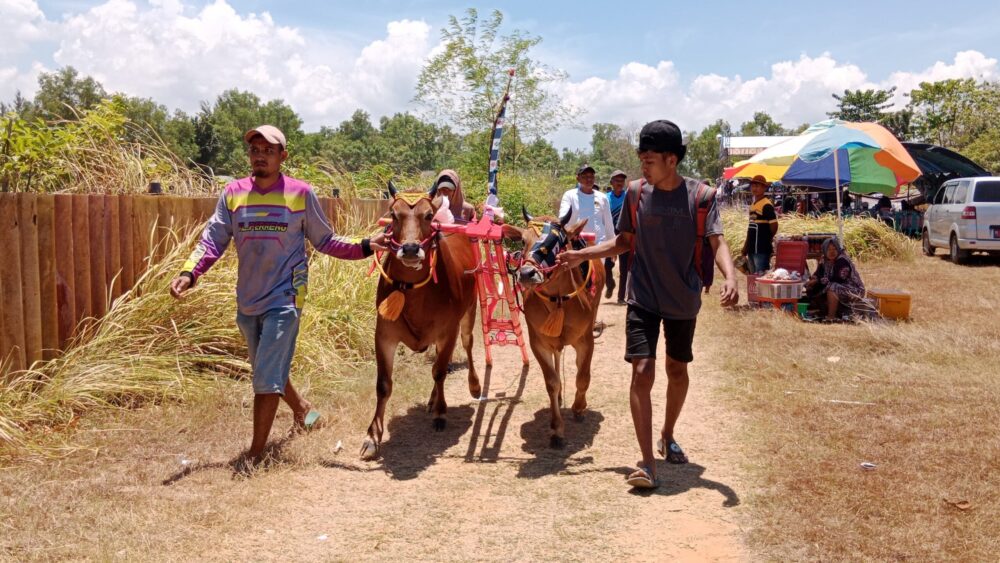 Karapan Sapi
