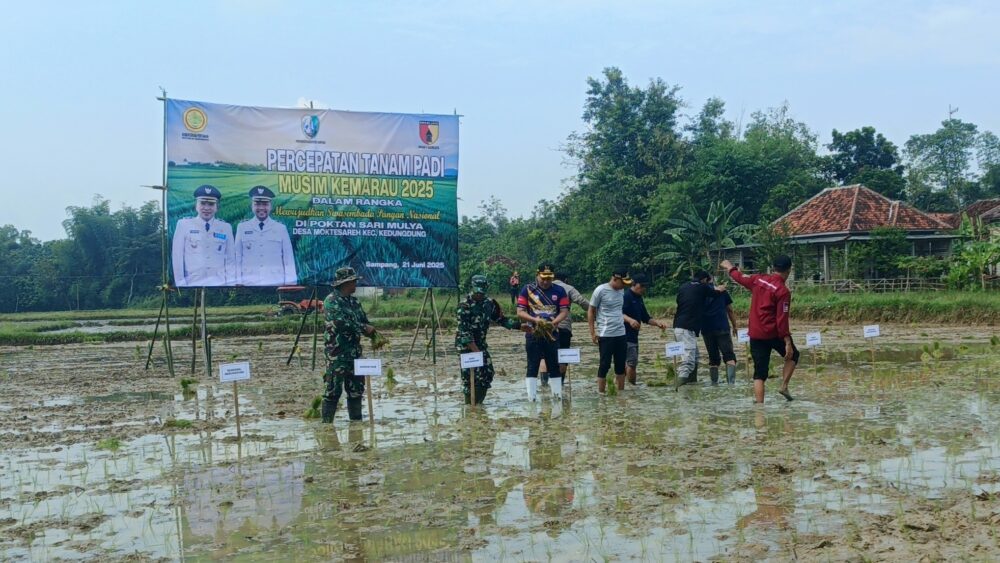 Petani