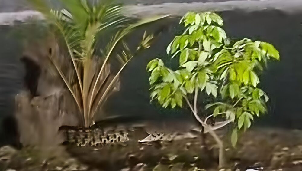 Buaya