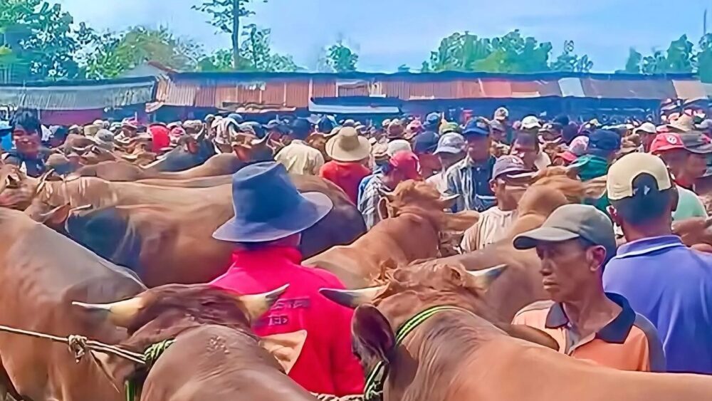 Sapi